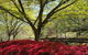 Spring Gardens In The Blue Mountains Private Tour Limited Time Only - thumb 1