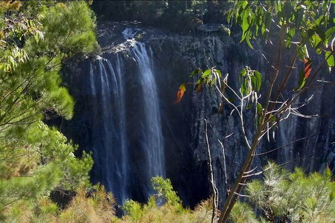 Byron Bay Hinterland Tour Including Rainforest Walk To Minyon Falls - Accommodation Bookings 0
