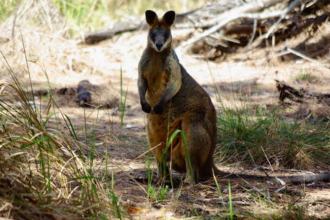 Byron Bay Hinterland Tour Including Rainforest Walk To Minyon Falls - Accommodation Bookings 16