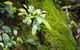 Byron Bay Hinterland Tour Including Rainforest Walk To Minyon Falls - thumb 19