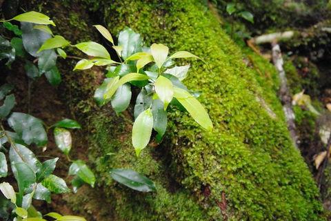 Byron Bay Hinterland Tour Including Rainforest Walk To Minyon Falls - Accommodation Bookings 19