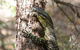 Byron Bay Hinterland Tour Including Rainforest Walk To Minyon Falls - thumb 7