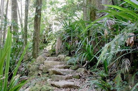 Byron Bay Hinterland Tour Including Rainforest Walk To Minyon Falls - Accommodation Bookings 5