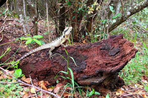 Byron Bay Hinterland Tour Including Rainforest Walk To Minyon Falls - Accommodation Bookings 2
