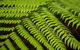 Byron Bay Hinterland Tour Including Rainforest Walk To Minyon Falls - thumb 13