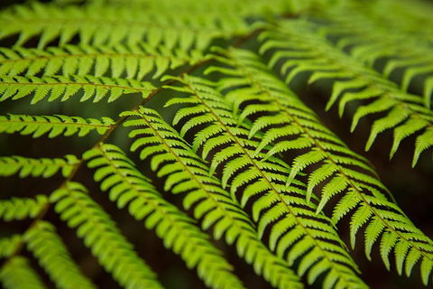 Byron Bay Hinterland Tour Including Rainforest Walk To Minyon Falls - Accommodation Bookings 13