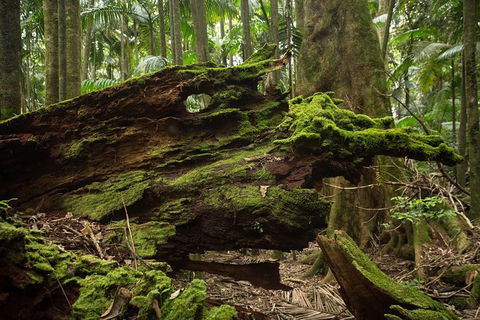 Byron Bay Hinterland Tour Including Rainforest Walk To Minyon Falls - Accommodation Bookings 10
