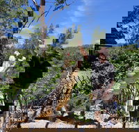 Private Shoalhaven Zoo Experience from Sydney - Accommodation Bookings
