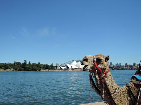 Opera On Sydney Harbour: La Traviata - Accommodation Bookings 11