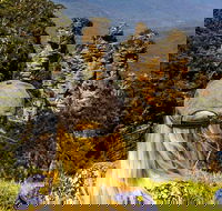 Sunset Blue Mountains Wilderness  Wildlife Tour Without the Crowds - Accommodation Bookings