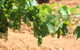 Hunter Valley Private Tour Including Wine, Chocolate, Cheese, Vodka, Gin Tasting - thumb 12