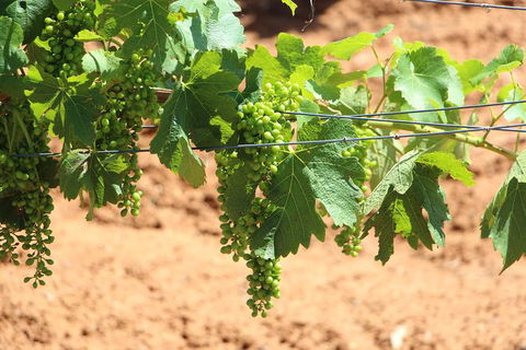 Hunter Valley Private Tour Including Wine, Chocolate, Cheese, Vodka, Gin Tasting - Accommodation Bookings 12