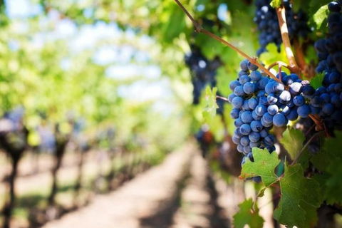 Hunter Valley Private Tour Including Wine, Chocolate, Cheese, Vodka, Gin Tasting - Accommodation Bookings 18