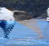 Whale Watching Jervis Bay - Accommodation Bookings