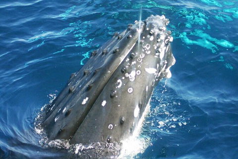 Whale Watching Jervis Bay - Accommodation Bookings 3