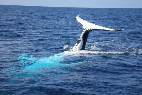 Whale Watching Jervis Bay - Accommodation Bookings 7