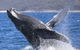 Whale Watching Jervis Bay - thumb 2