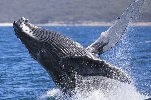 Whale Watching Jervis Bay - Accommodation Bookings 2