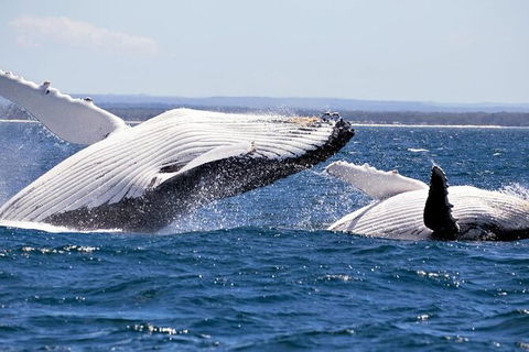 Whale Watching Jervis Bay - Accommodation Bookings 4