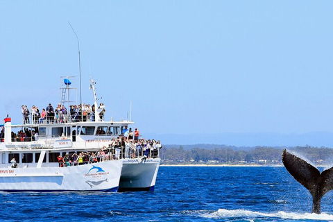 Whale Watching Jervis Bay - Accommodation Bookings 6