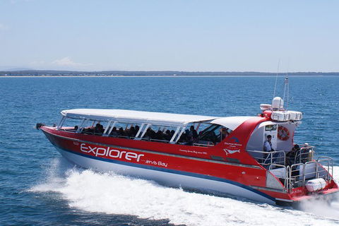 Whale Watching Jervis Bay - Accommodation Bookings 5