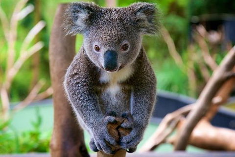 Newcastle And Central Coast Private Shore Excursion | Departs Newcastle Port - Accommodation Bookings 10