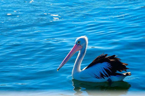 Newcastle And Central Coast Private Shore Excursion | Departs Newcastle Port - Accommodation Bookings 7