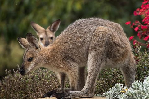 Newcastle And Central Coast Private Shore Excursion | Departs Newcastle Port - Accommodation Bookings 3