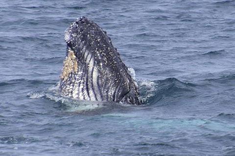 Jervis Bay Whale Watching Tour - Accommodation Bookings 1