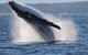 Jervis Bay Whale Watching Tour - thumb 0