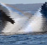 Jervis Bay Whale Watching Tour - Accommodation Bookings