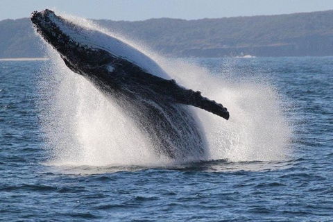 Jervis Bay Whale Watching Tour - Accommodation Bookings 0