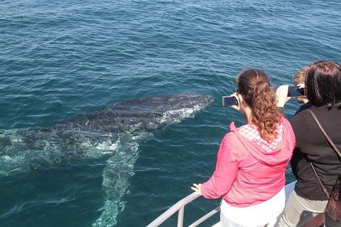 Jervis Bay Whale Watching Tour - Accommodation Bookings 9