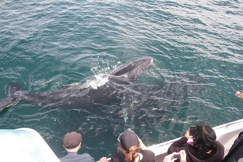 Jervis Bay Whale Watching Tour - Accommodation Bookings 12