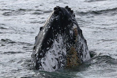 Jervis Bay Whale Watching Tour - Accommodation Bookings 7
