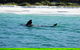 Jervis Bay Whale Watching Tour - thumb 5