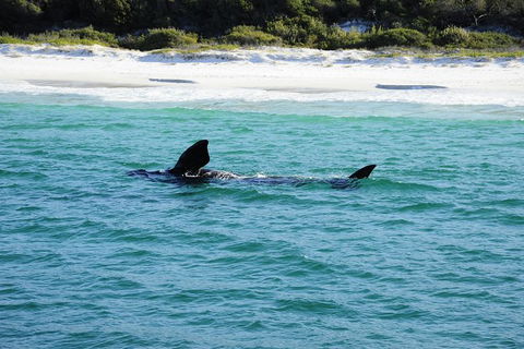 Jervis Bay Whale Watching Tour - Accommodation Bookings 5