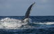 Jervis Bay Whale Watching Tour - thumb 8