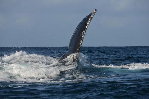 Jervis Bay Whale Watching Tour - Accommodation Bookings 8