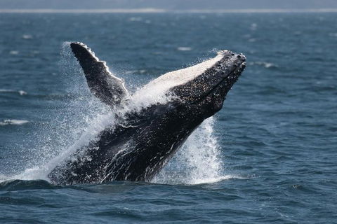 Jervis Bay Whale Watching Tour - Accommodation Bookings 10
