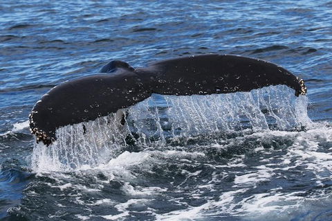 Jervis Bay Whale Watching Tour - Accommodation Bookings 6