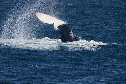 Jervis Bay Whale Watching Tour - Accommodation Bookings 11