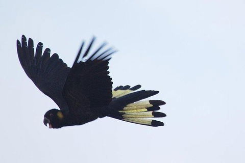 Inside The Greater Blue Mountains World Heritage - A Wildlife Safari Overnight - Accommodation Bookings 11