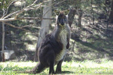 Inside The Greater Blue Mountains World Heritage - A Wildlife Safari Overnight - Accommodation Bookings 27