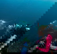5-Hour Byron Bay Introductory Scuba Diving Tour - Accommodation Bookings