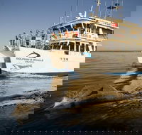 Jervis Bay Dolphin Watch Cruise - Accommodation Bookings
