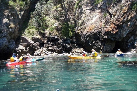 Batemans Bay Glass-Bottom Kayak Tour Over 2 Relaxing Hours - Accommodation Bookings 3