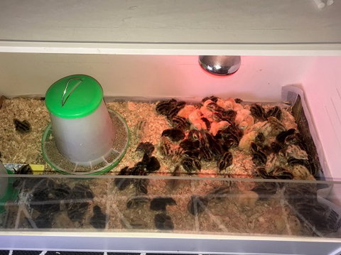 Meet The Animals - Accommodation Bookings 2