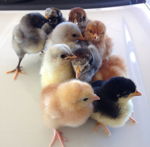 Meet The Animals - Accommodation Bookings 1