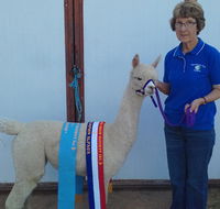 Marchmont Park Alpacas - Accommodation Bookings
